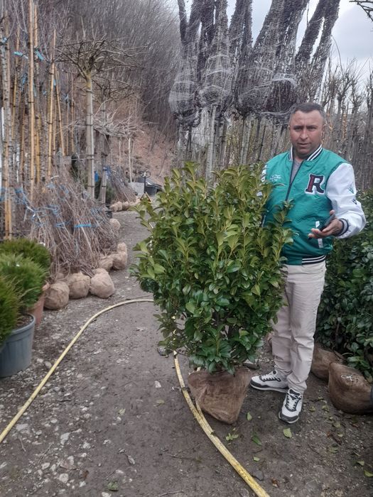 Magnolia Platan Tuia  Mesteacăn