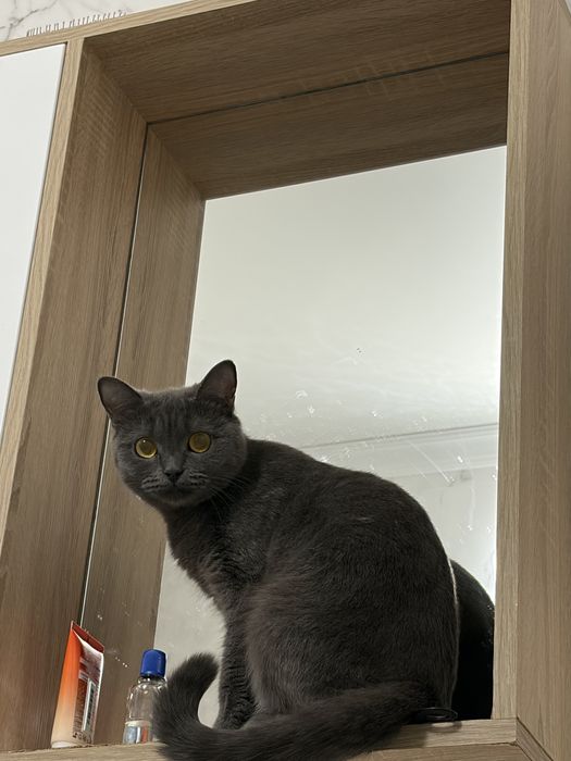 Кошка британская