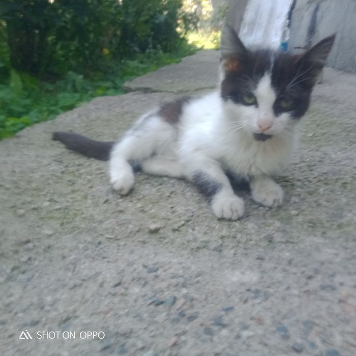 Продам котёнка Продам