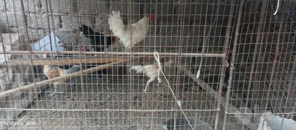 Hurozlar sotiladi sirochni 120dan kami bo