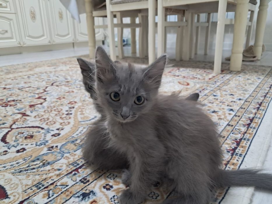 Котята,котята,котята