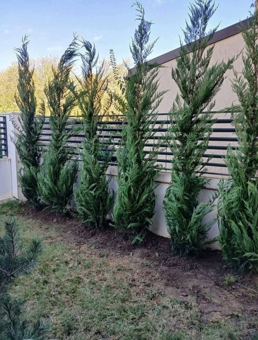 Tuia leylandii disponibil mai multe mărimi