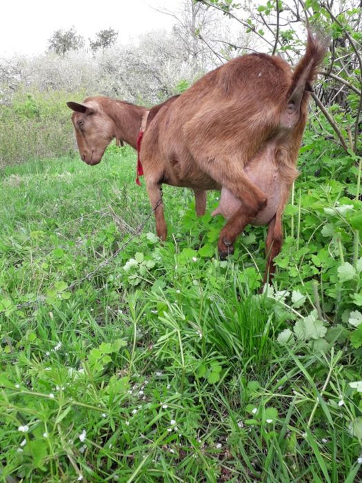 Ieduțe din mamă murciniana rasă pura bună de lapte