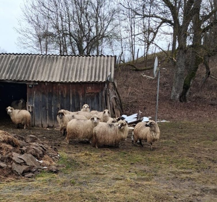 Oi cu miei de vanzare