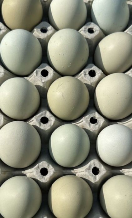 Ouă Araucana și Ameraucana pentru consum