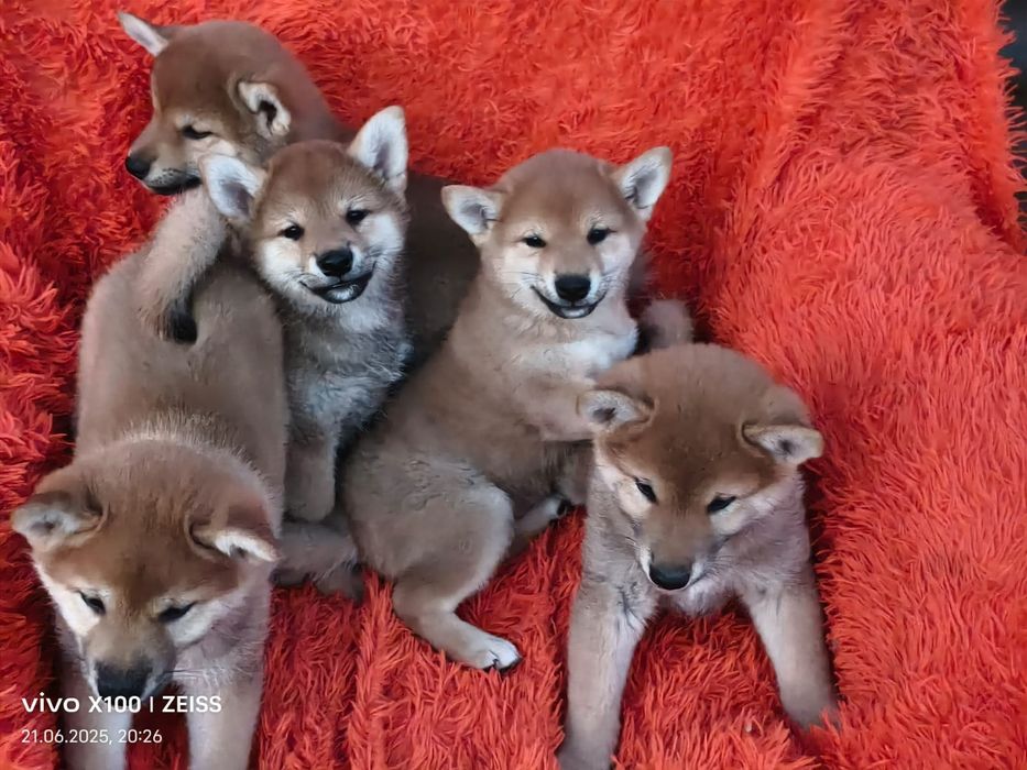 Продам щенков сиба ину