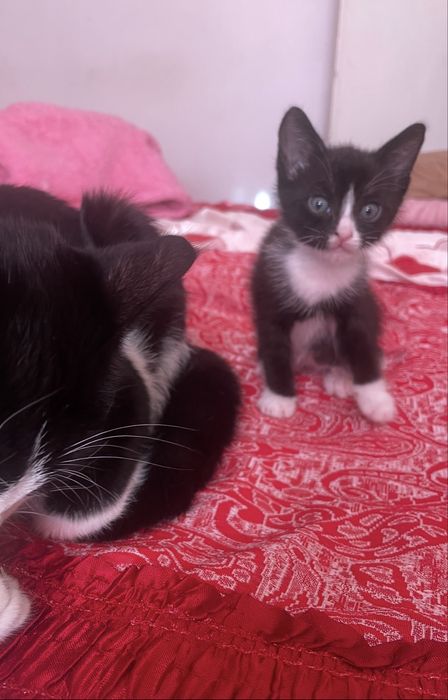 Отдам в добрые руки