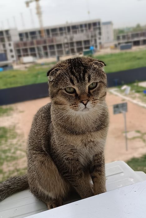 Вязка кошка вязка учун угил бола мушук