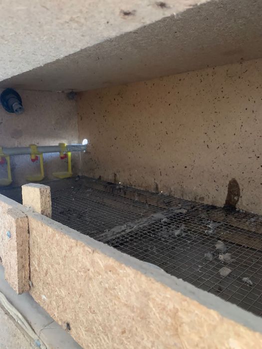 брудер сатылады жагдайы жаксы