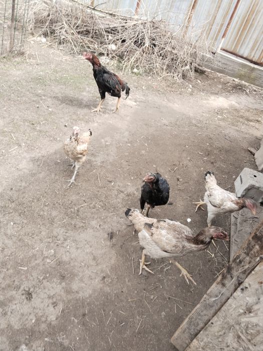 Дакан жумыртка сатылады,