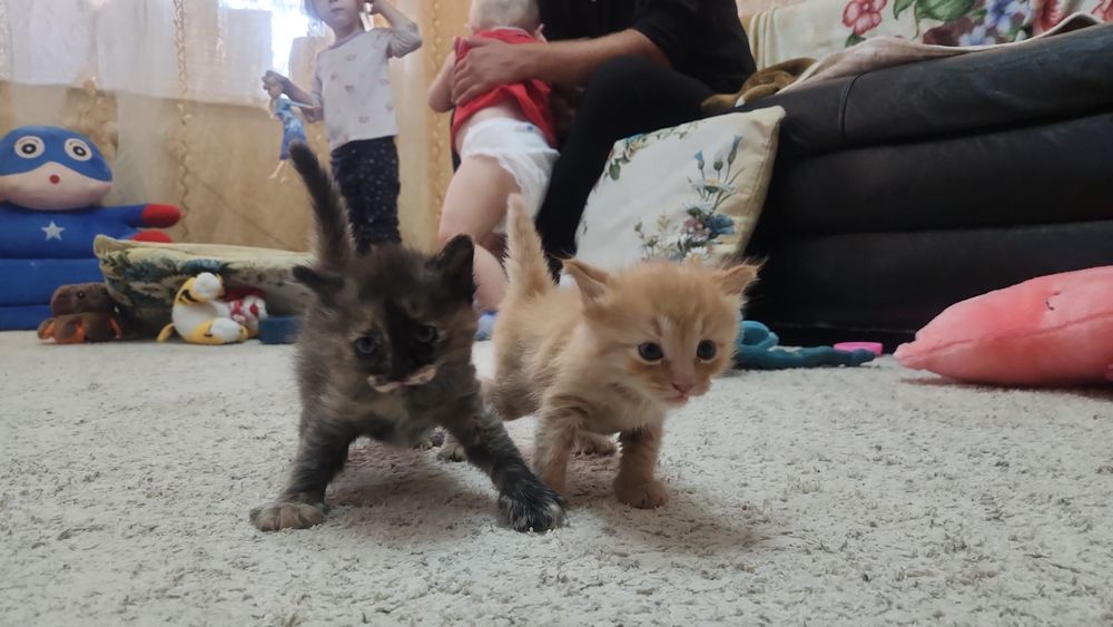 Отдам котят котята