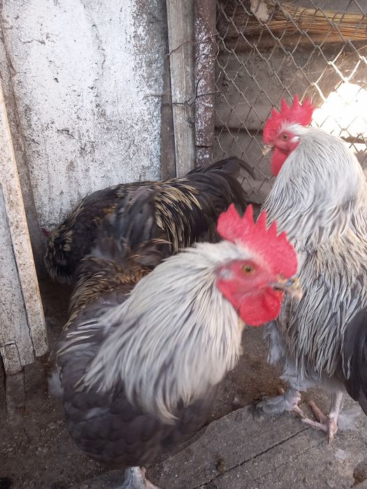 Cocoși marans  2026