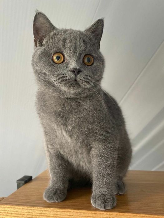British Shorthair Blue