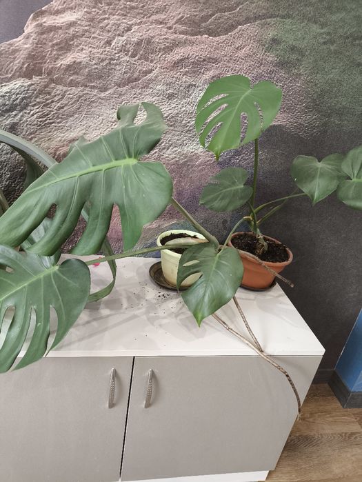 Продам комнатное растение монстера