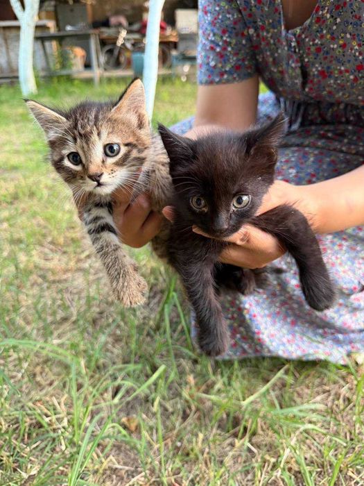 Котята в добрые руки