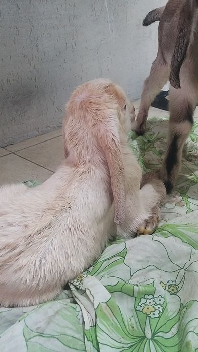 Козлики пароды битал