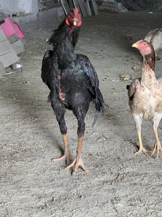 турк блан  шамо