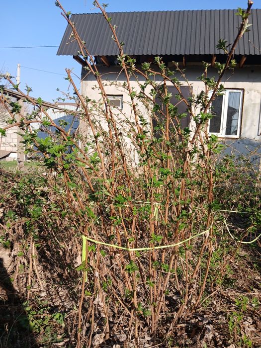 Продам саженцы малины