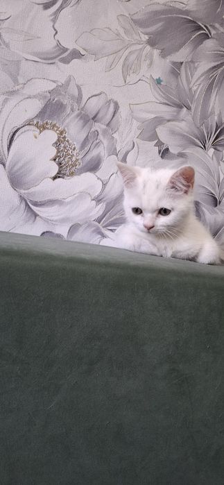 Шотландская малышка скоттиш страйт