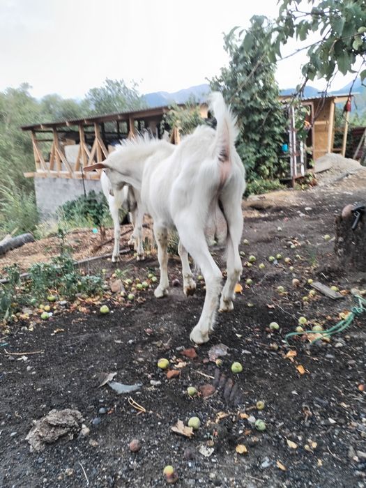 Козел, теке, козы вязка, случка