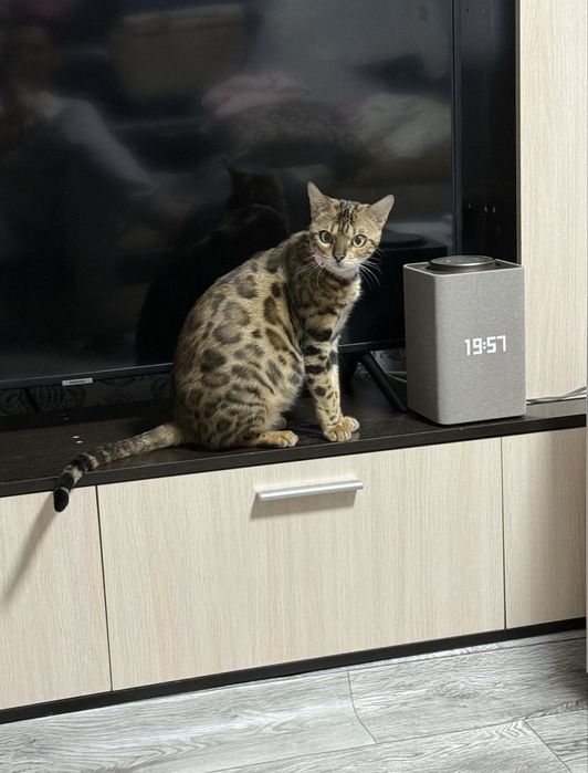 Бенгалы котята в хорошие руки