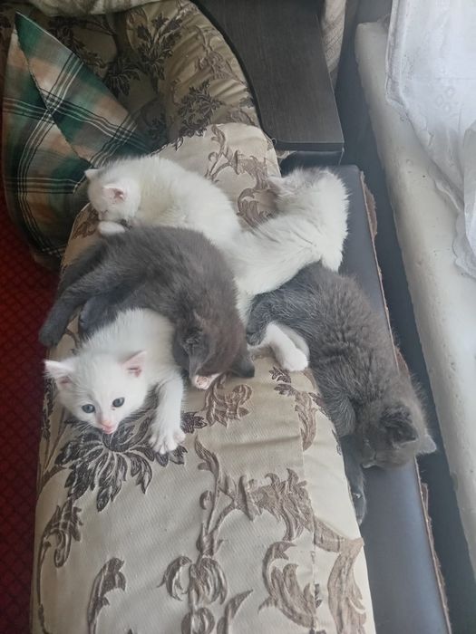 Отдам котят в добрые руки