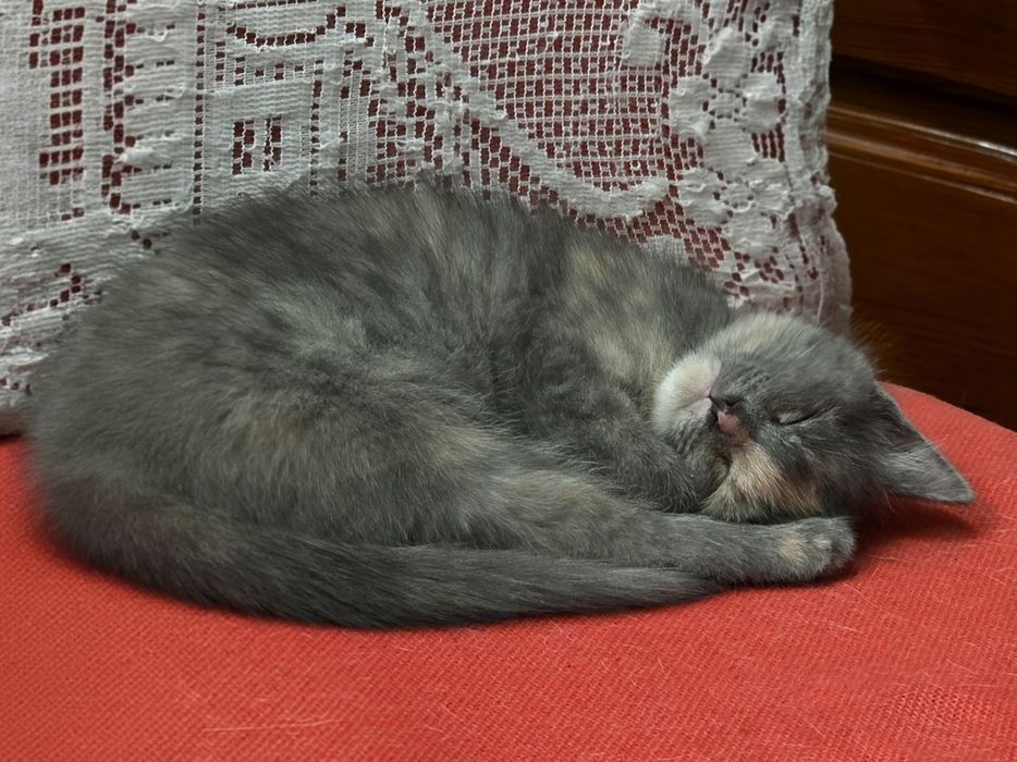 Отдам котенка в добрые руки