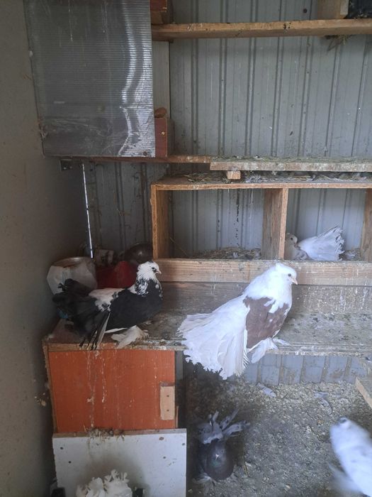 Vand porumbei indieni, rotati,gusati