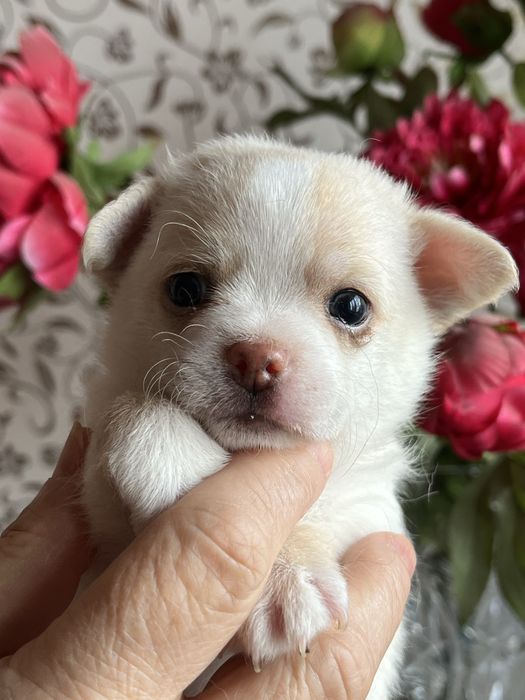 Щенки чихуахуа разного окраса