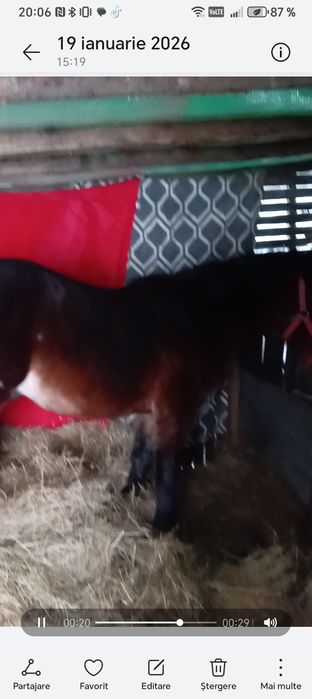 Am un cârlan armăsar frumos semigreu