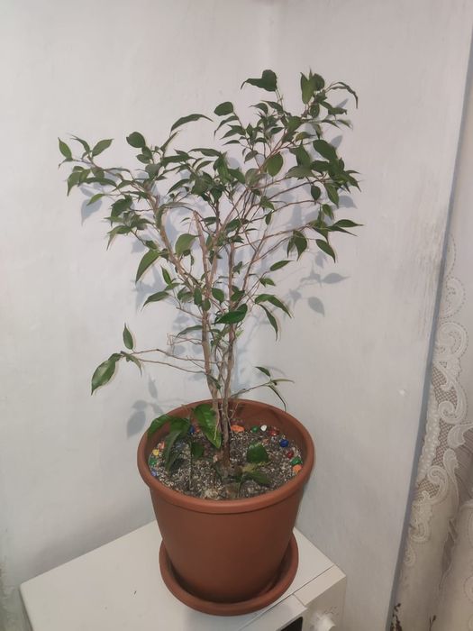 Продам  -доллар и другие