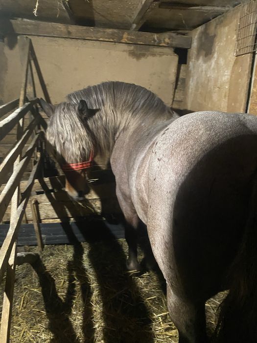 Vand manz de 2 ani fac schimb cu oi