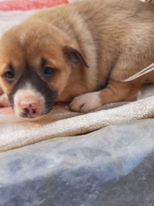 Отдадим собачек в добрые руки