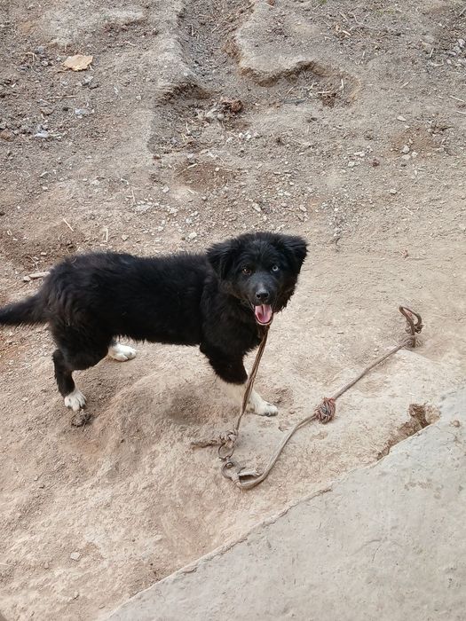 3 ойлик кучук сотилади онаси хаски отаси лайка бир кузи кук