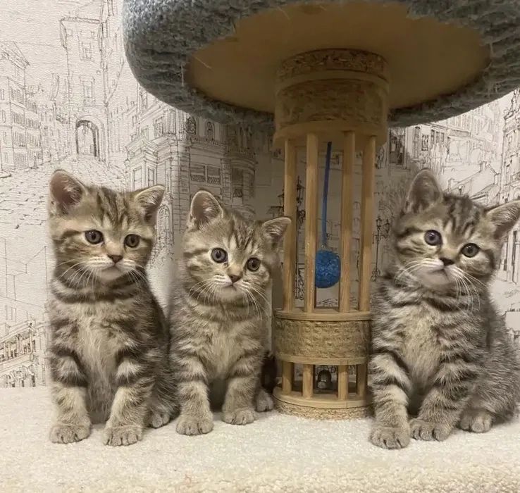 Вислоушки и Прямоушки