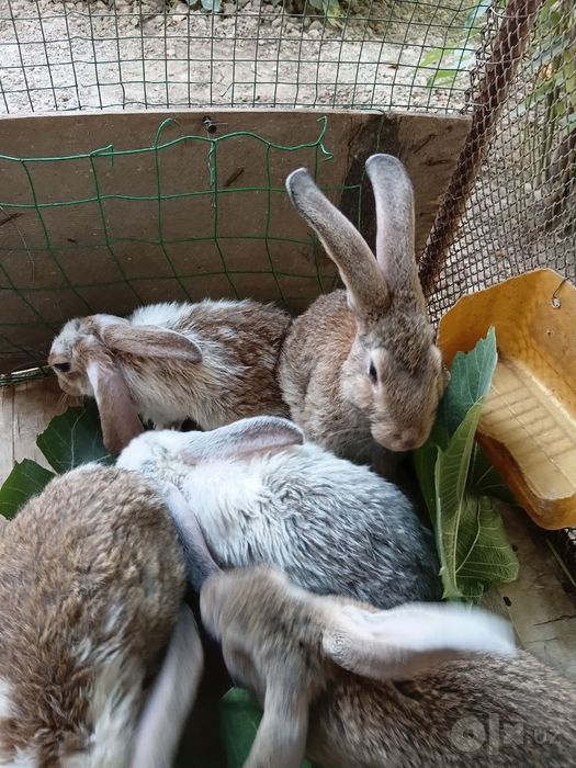 Зотли куёнлар домашний сотилади