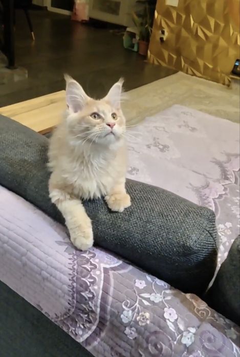 Продается котенок Мейн -кун