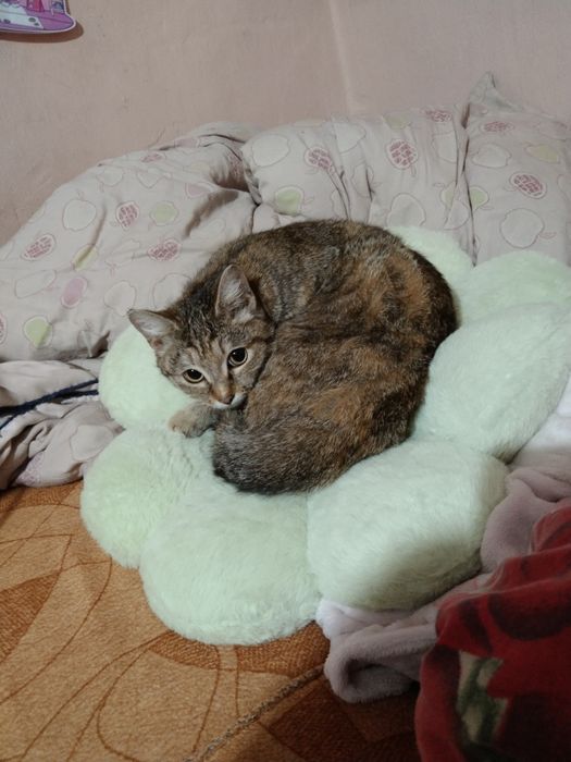 Кошечка стерилизованная