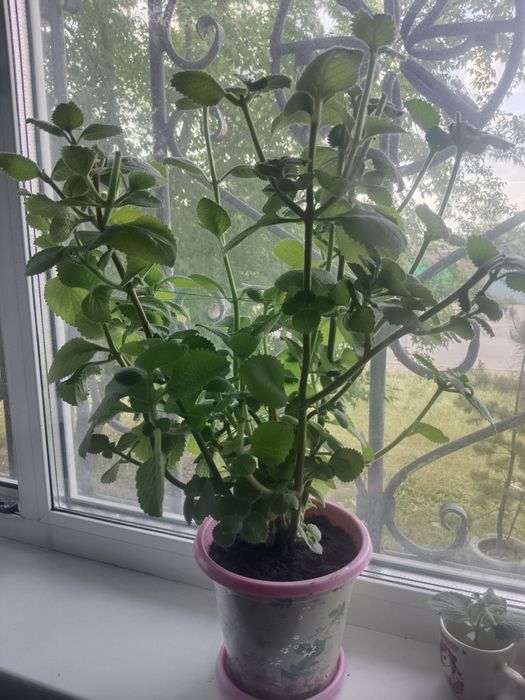 Комнатные растения