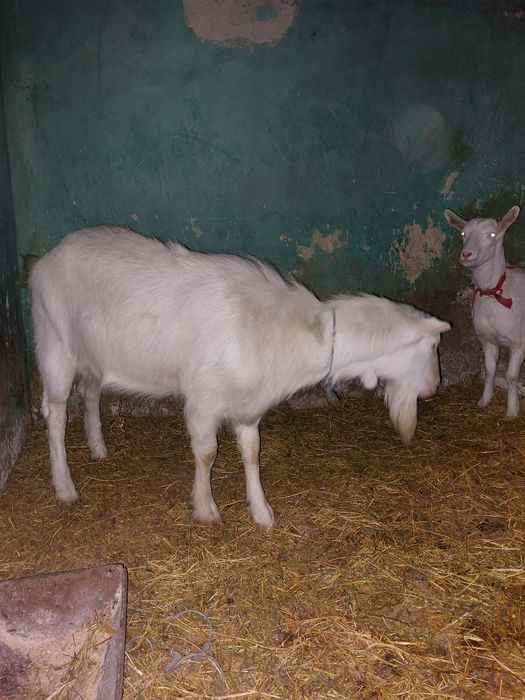 Vand capra sannen si tap