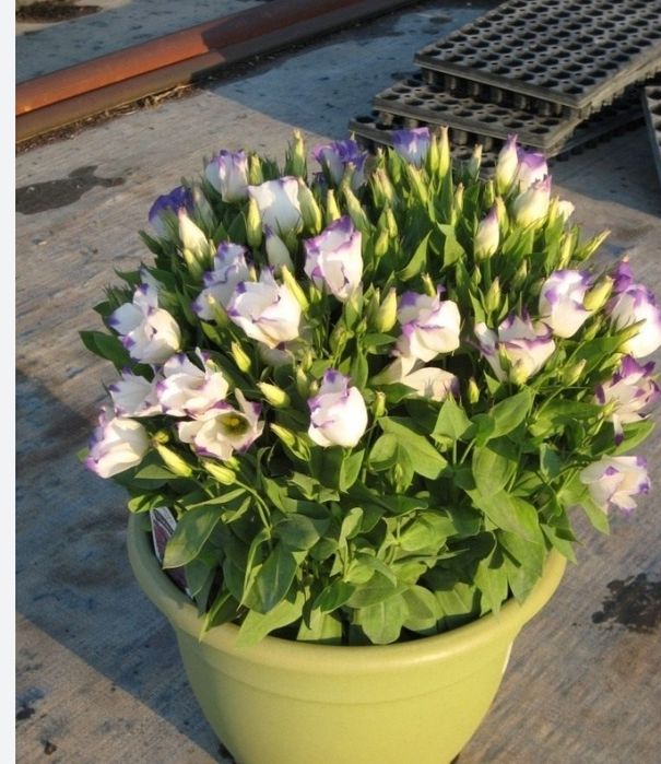 Рассада эустомы (лизиантус)