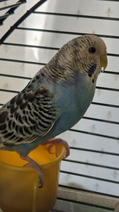 Perusi pereche cu colivie