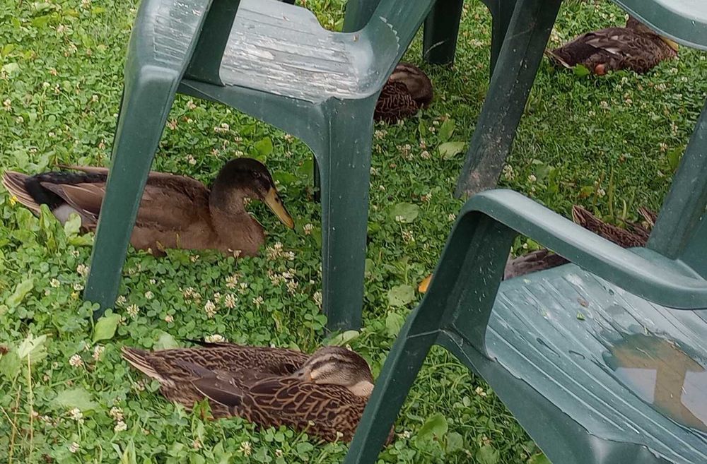 Rațe alergătoare indiene – combat natural melcii limax – 2025