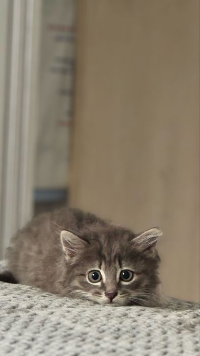 Котенок в поиске дома