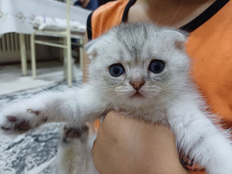 скоттиш фолд серебристый шиншилла