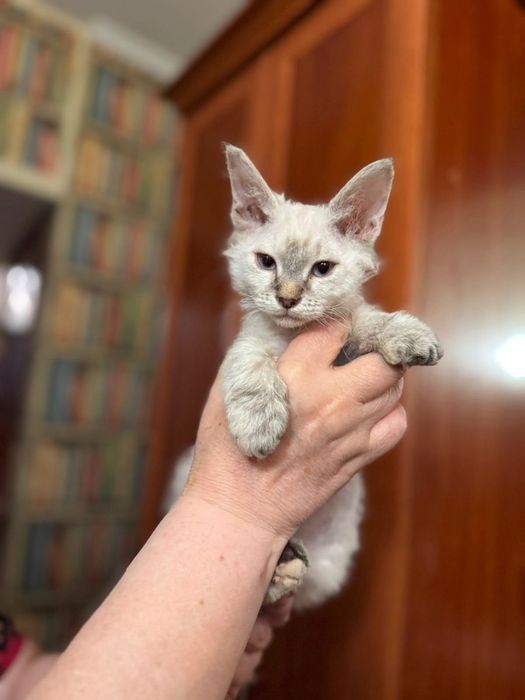 Котенок в добрые руки.