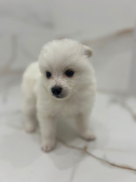 Кученца порода померан-шпиц