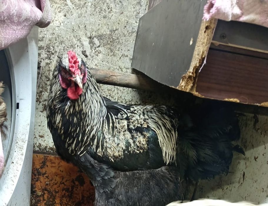 Продам петуха  брамма