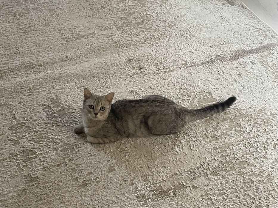 Отдам за 10000 в звязи у ребенка у ребенка