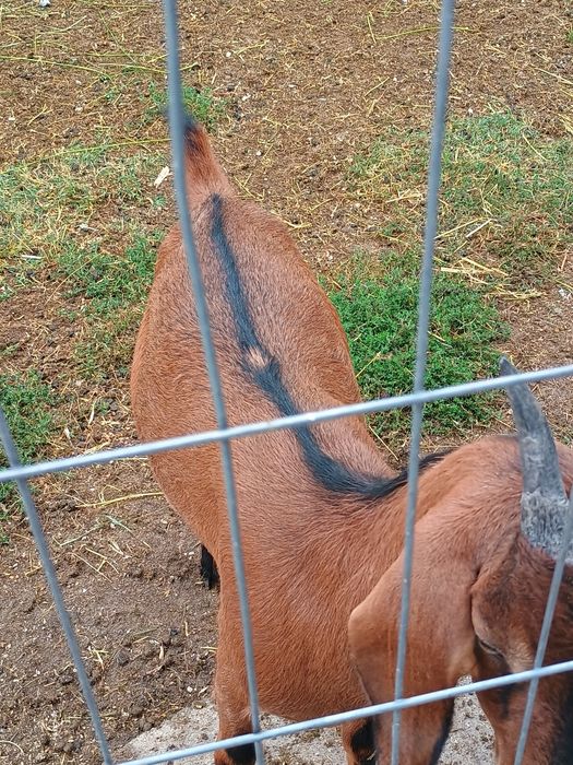 Ieduță metis anglonubiana cu alpin francez